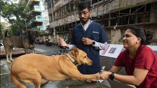 Mumbai, India - Oct. 2, 2022: BMC aims to reduce rabies to zero by 2030 by sharing facts and awareness about animal bite diseases. Animal Health Department of BMC has organized rabies vaccination of around 6000 street dogs and cats as Rabies Day from 28th September to 9th October, BMC veterinarians have started street dose vaccination with the help of local pet feeders at Mahim, in Mumbai, India, on Sunday, October 2, 2022. (Photo by Satish Bate/ Hindustan Times) (Hindustan Times)
