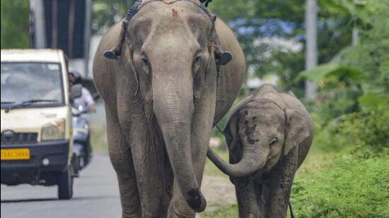 Nagaon: A mahout rides his elephant on a national highway, in Nagaon district, Monday, Aug. 1, 2022. (PTI Photo)(PTI08_01_2022_000231A) (PTI)