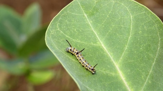 Where schoolchildren learn from caterpillars and butterflies (BACHCHAN KUMAR/HT PHOTO)