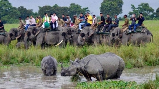 Kaziranga National Park reopens for tourists in Assam (PTI PHOTO)