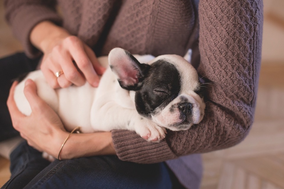 Being a responsible pet owner means making arrangements for your four-legged buddies in advance and devising a pet-friendly routine for them (Pixabay) Being a responsible pet owner means making arrangements for your four-legged buddies in advance and devising a pet-friendly routine for them (Pixabay)