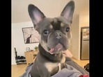 The image, taken from the Instagram video, shows the French Bulldog. (Instagram/@stitchy_boii) The image, taken from the Instagram video, shows the French Bulldog. (Instagram/@stitchy_boii)