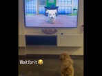 The dog can be seen imitating the one on the television.(Instagram/@teddy_thegoldendood4) The dog can be seen imitating the one on the television.(Instagram/@teddy_thegoldendood4)