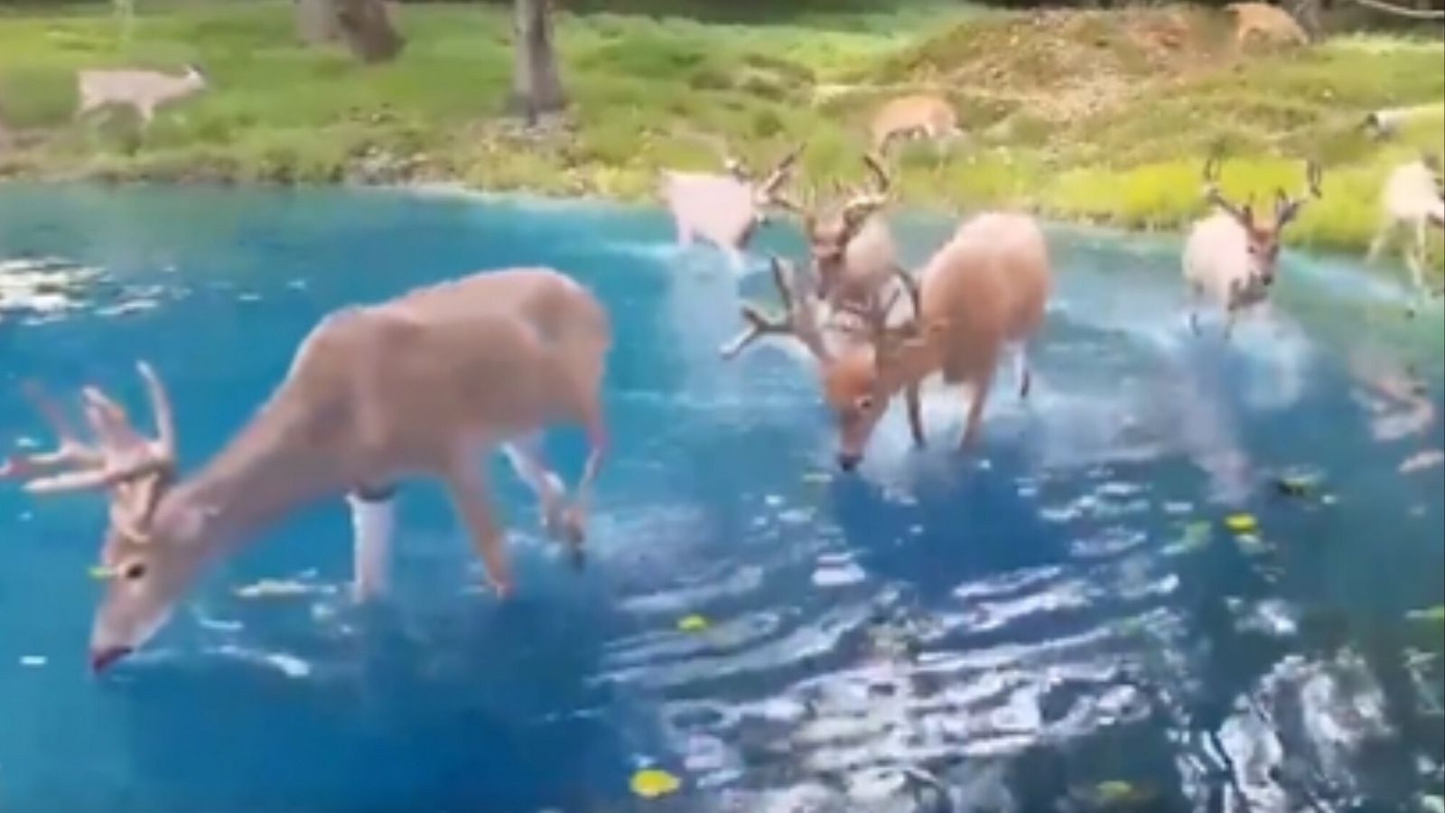 Atemberaubendes Video einer Hirschherde, die einen See in der Schweiz genießt, fasziniert Internetnutzer |  gemeinsames