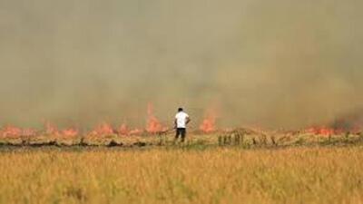 From Sept 15-Oct 2, Punjab has so far recorded 275 crop fires, as compared to 228 fires at the same time year. In the same period, Haryana has recorded 9 fires, UP 49 fires, Delhi 0 and Rajasthan 5. (HT Photo) From Sept 15-Oct 2, Punjab has so far recorded 275 crop fires, as compared to 228 fires at the same time year. In the same period, Haryana has recorded 9 fires, UP 49 fires, Delhi 0 and Rajasthan 5. (HT Photo)