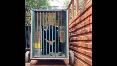 The Himalayan Black Bear that was transferred to Gorakhpur Zoo (HT Photo)