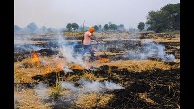 With the start of paddy, harvest fires have started raging on the farms of Punjab . (HT file photo) With the start of paddy, harvest fires have started raging on the farms of Punjab . (HT file photo)