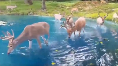 The deer can be seen drinking some water from a lake in Switzerland. (Twitter/@buitengebieden) The deer can be seen drinking some water from a lake in Switzerland. (Twitter/@buitengebieden)