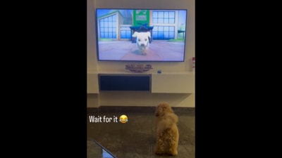 The dog can be seen imitating the one on the television. (Instagram/@teddy_thegoldendood4) The dog can be seen imitating the one on the television. (Instagram/@teddy_thegoldendood4)