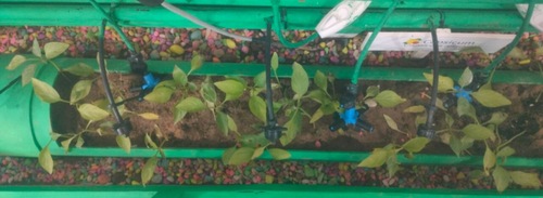 The Climate resilient farming chamber displayed in the exhibition. (Singh Rahul Sunikumar) The Climate resilient farming chamber displayed in the exhibition. (Singh Rahul Sunikumar)