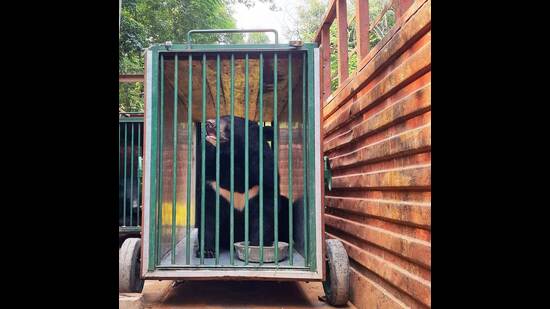 The Himalayan Black Bear that was transferred to Gorakhpur Zoo (HT Photo)