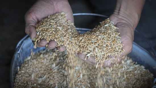 Russia-Ukraine War: A farmer holds grain in his barn in the village of Ptyche in eastern Donetsk region, Ukraine.(AP)