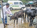 Lumpy skin disease of livestock needs to be checked as there is a potential for disease transmission to wild herbivores. (Satish Bate/HT Photo) Lumpy skin disease of livestock needs to be checked as there is a potential for disease transmission to wild herbivores. (Satish Bate/HT Photo)