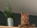The video shows a cat's first day at home.(Twitter/@buitengebieden) The video shows a cat's first day at home.(Twitter/@buitengebieden)