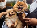 Pet owners carry their dogs during a pet wedding, ahead of World Animal Day, at a mall in Quezon City, Metro Manila, Philippines on October 2, 2022. REUTERS/Lisa Marie David