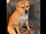 This dog was heartbroken(Instagram/@tinker_is_judging_you) This dog was heartbroken(Instagram/@tinker_is_judging_you)