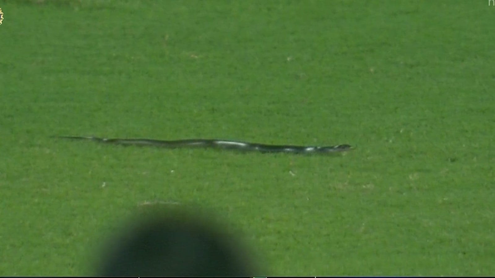 Snake halts play during Sri Lanka cricket match