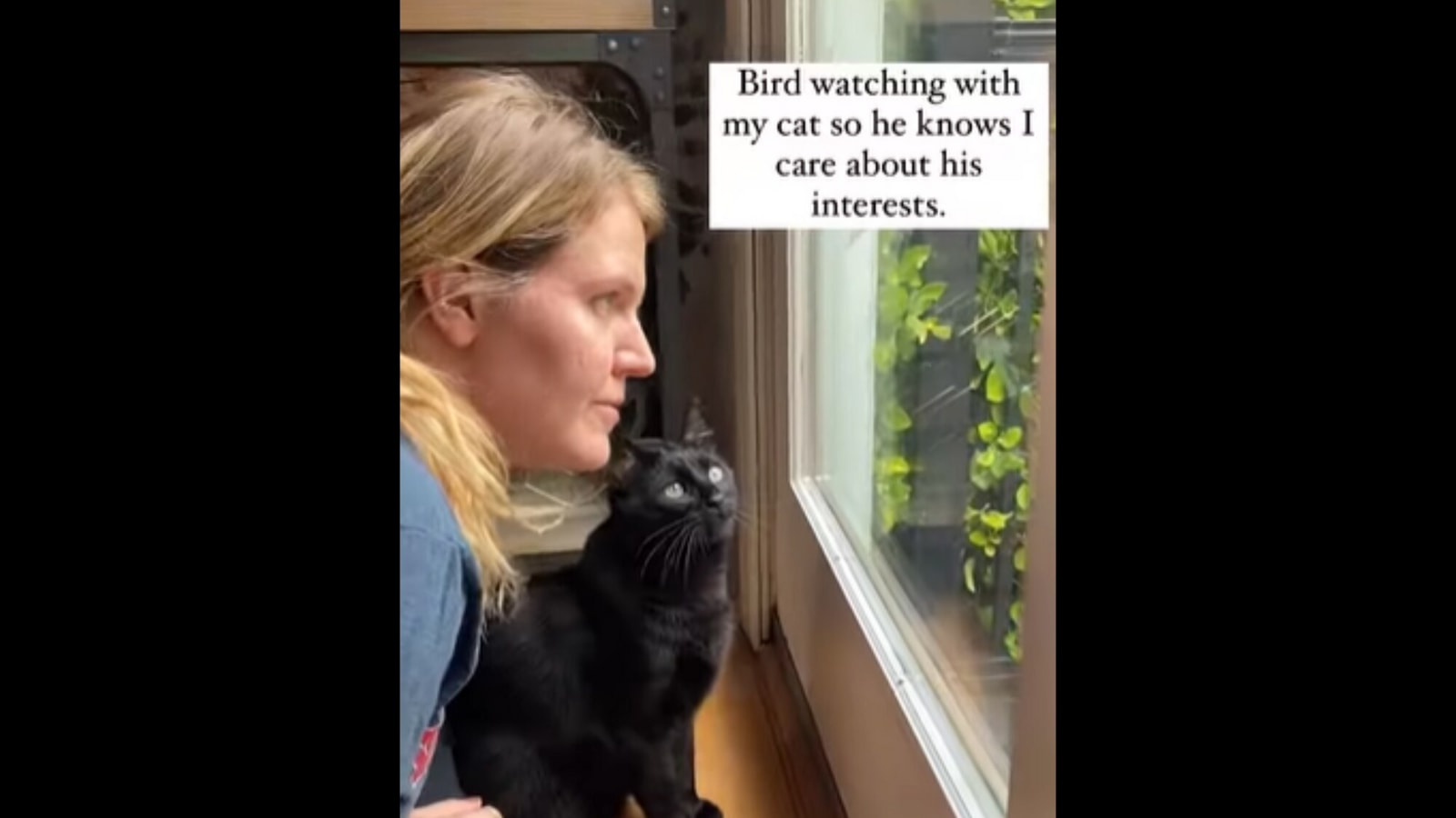 Funny cat and bird videos store