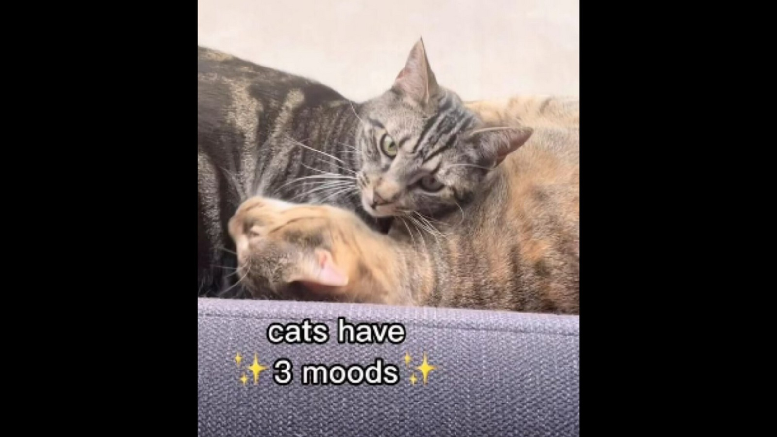 Viral cat video says felines 'only have three moods.' Watch to see if you  agree | Trending - Hindustan Times