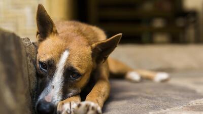 Ambika Shukla from the Sanjay Gandhi Animal Care Centre said a team of volunteers from SGACC, the Rakshan Trust, the CGS veterinary hospital and Dr Anoop Pandey from Noida first fed stray dogs, before ensuring they are vaccinated. (Getty Images/iStockphoto)