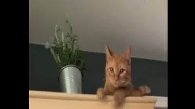 The video shows a cat's first day at home. (Twitter/@buitengebieden) The video shows a cat's first day at home. (Twitter/@buitengebieden)