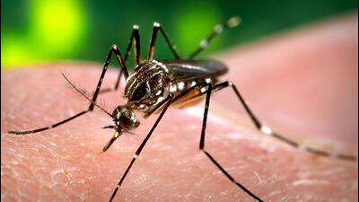 A senior municipal official said that they were not aware of the specific case from BLK hospital and all cases related to dengue death are taken up by an audit committee. (Representative image) A senior municipal official said that they were not aware of the specific case from BLK hospital and all cases related to dengue death are taken up by an audit committee. (Representative image)