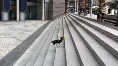 The image shows the Jack Russell dog playing the fetch all by himself. (YouTube/Mark Watts-Jones) The image shows the Jack Russell dog playing the fetch all by himself. (YouTube/Mark Watts-Jones)