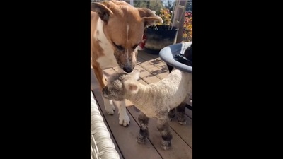 The image, taken from the viral video, shows the dog raising the lamb who was rejected by her mother. (Instagram/@goodnews_movement) The image, taken from the viral video, shows the dog raising the lamb who was rejected by her mother. (Instagram/@goodnews_movement)