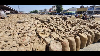 Grain glut as Haryana mandis inundated with paddy stock (HT Photo) Grain glut as Haryana mandis inundated with paddy stock (HT Photo)