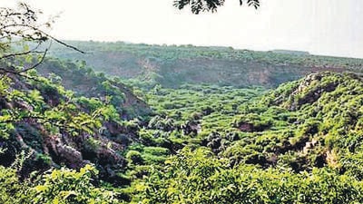 The jungle safari park will be developed in the protected Aravallis in Gurugram and Nuh. (HT photo) The jungle safari park will be developed in the protected Aravallis in Gurugram and Nuh. (HT photo)