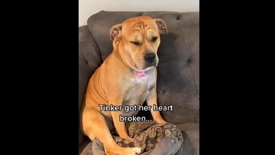 This dog was heartbroken (Instagram/@tinker_is_judging_you) This dog was heartbroken (Instagram/@tinker_is_judging_you)