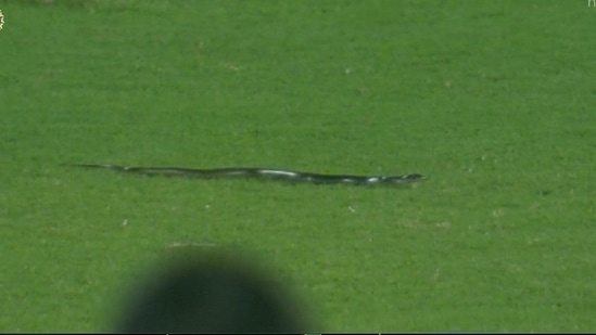 A snake was found in the field during the second India vs South Africa T20I in Guwahati.