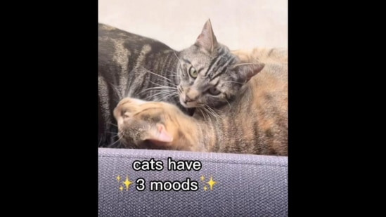 This video says that cats only have three moods.&nbsp;(Instagram/@therealbroccolicat)