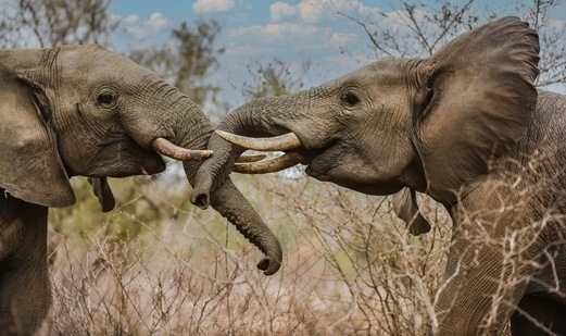 World Animal Day 2022: Twitter is filled with various messages and wishes on this day. (Pexels/Frans van Heerden)