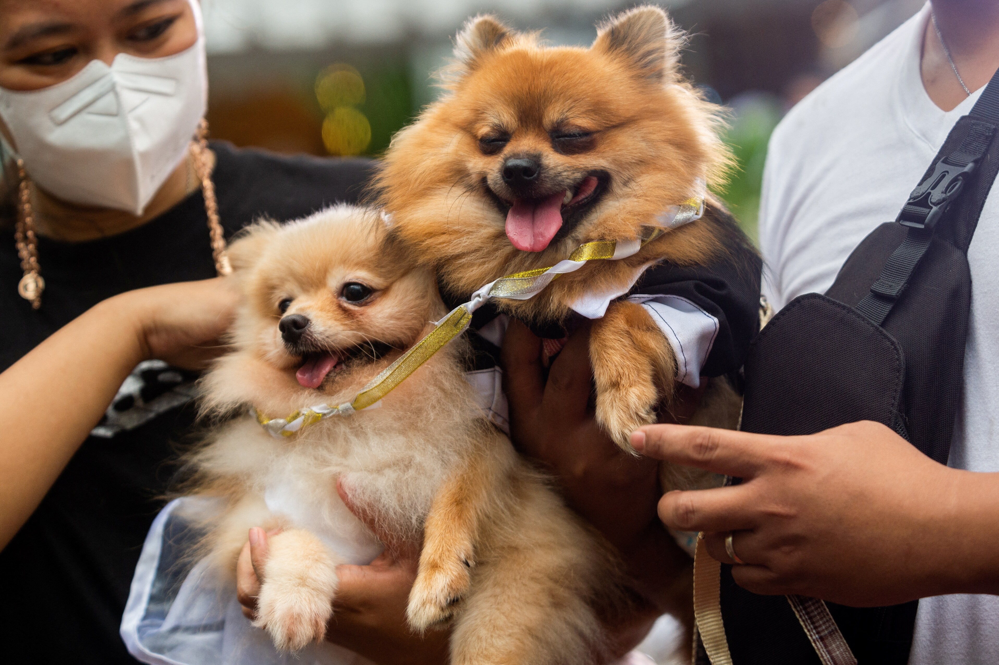 Pet owners carry their dogs during a pet wedding, ahead of World Animal Day, at a mall in Quezon City, Metro Manila, Philippines on October 2, 2022. REUTERS/Lisa Marie David (REUTERS)