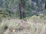 Accident scene in Uttarakhand.(ANI) Accident scene in Uttarakhand.(ANI)