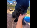 The jaguar was seen licking cream from a woman's hand.(Instagram/@safarisammie) The jaguar was seen licking cream from a woman's hand.(Instagram/@safarisammie)