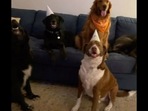 The dog with his friends who he had ‘invited’ for his sixth birthday party. The dog with his friends who he had ‘invited’ for his sixth birthday party. 