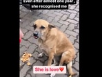 This dog recognised the woman who used to feed him.(Instagram/@straydogfeederandheri) This dog recognised the woman who used to feed him.(Instagram/@straydogfeederandheri)