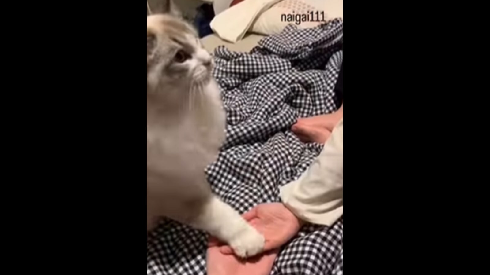 Kitty places paw on humans’ hands, netizens say ‘He’s in.’ Watch viral