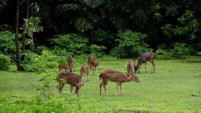 Mumbai, India - July 08, 2021: Few deer spotted very close to the road after a shower of rain inside Sanjay Gandhi National Park, Borivali, in Mumbai, India on Thursday, July 08, 2021. (Photo by Vijay Bate/HT Photo) (HT PHOTO) Mumbai, India - July 08, 2021: Few deer spotted very close to the road after a shower of rain inside Sanjay Gandhi National Park, Borivali, in Mumbai, India on Thursday, July 08, 2021. (Photo by Vijay Bate/HT Photo) (HT PHOTO)