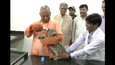 CM Yogi Adityanath feed a leopard cub in Gorakhpur zoo on Wednesday. (HT)