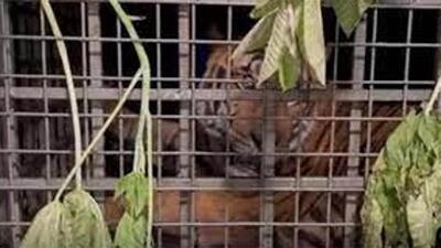 The tiger killed many domestic animals before it was trapped in a cage set up by the Kerala forest department on Wednesday night. (Sourced) The tiger killed many domestic animals before it was trapped in a cage set up by the Kerala forest department on Wednesday night. (Sourced)