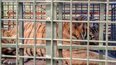 A tiger that raided human habitats and killed many domestic animals in Munnar in Idukki district was trapped in a cage set up by the forest department on Tuesday night, forest officials said on Wednesday. (HT) A tiger that raided human habitats and killed many domestic animals in Munnar in Idukki district was trapped in a cage set up by the forest department on Tuesday night, forest officials said on Wednesday. (HT)