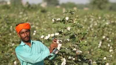 A farmer plucking cotton from a field in Bathinda. According to information available with the Punjab State Agricultural Marketing Board or the mandi board, various districts of the semi-arid region of Punjab recorded cotton arrival of 46,000 quintals this season by October 4. (Sanjeev Kumar/HT) A farmer plucking cotton from a field in Bathinda. According to information available with the Punjab State Agricultural Marketing Board or the mandi board, various districts of the semi-arid region of Punjab recorded cotton arrival of 46,000 quintals this season by October 4. (Sanjeev Kumar/HT)