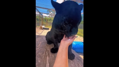 The jaguar was seen licking cream from a woman's hand. (Instagram/@safarisammie) The jaguar was seen licking cream from a woman's hand. (Instagram/@safarisammie)