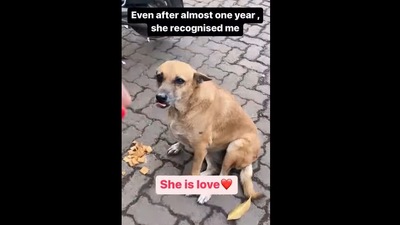 This dog recognised the woman who used to feed him. (Instagram/@straydogfeederandheri) This dog recognised the woman who used to feed him. (Instagram/@straydogfeederandheri)