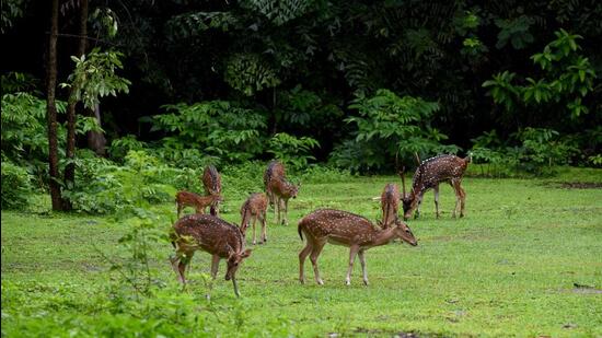 Mumbai, India - July 08, 2021: Few deer spotted very close to the road after a shower of rain inside Sanjay Gandhi National Park, Borivali, in Mumbai, India on Thursday, July 08, 2021. (Photo by Vijay Bate/HT Photo) (HT PHOTO)