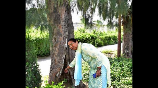 Councillor Amrit Varsha Rampal showing hollow portion of trees infected with termites at Sidhwan canal waterfront site in Ludhiana. (Gurpreet Singh/HT)