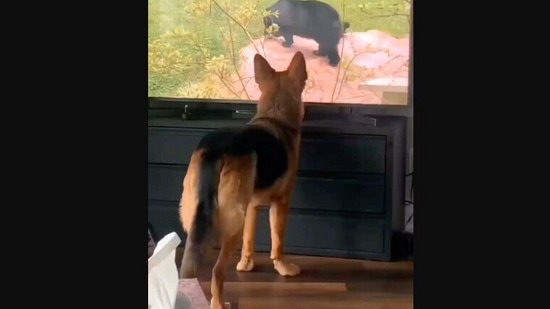 The image, taken from the video on Instagram, shows the dog watching a few bears on the television. (TikTok/@tazbeargsd)